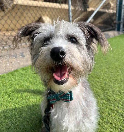 Enlarge Bow, a Adoptable mixed breed in San Diego, CA image 3/3
