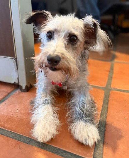 Bow, a Adoptable mixed breed in San Diego, CA image 3/3