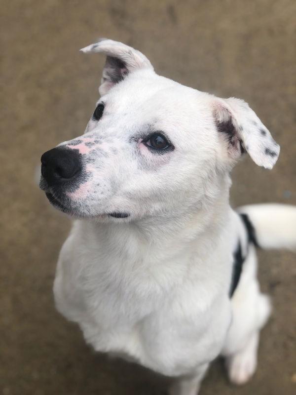 Gus, Adoptable, Adult Male Labrador Retriever & Border Collie.
