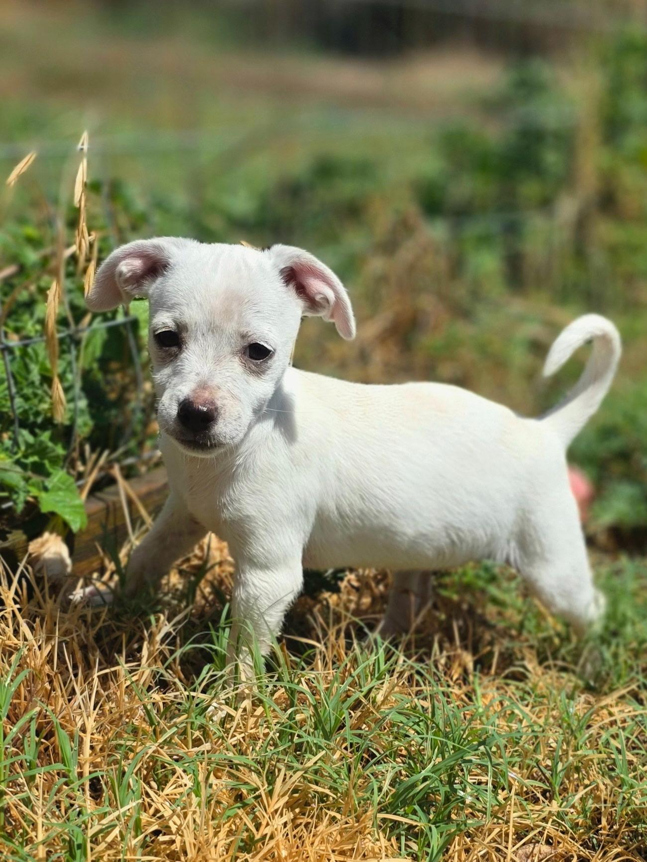 Diamond, a ADOPTABLE mixed breed in Penryn, CA image 1/4