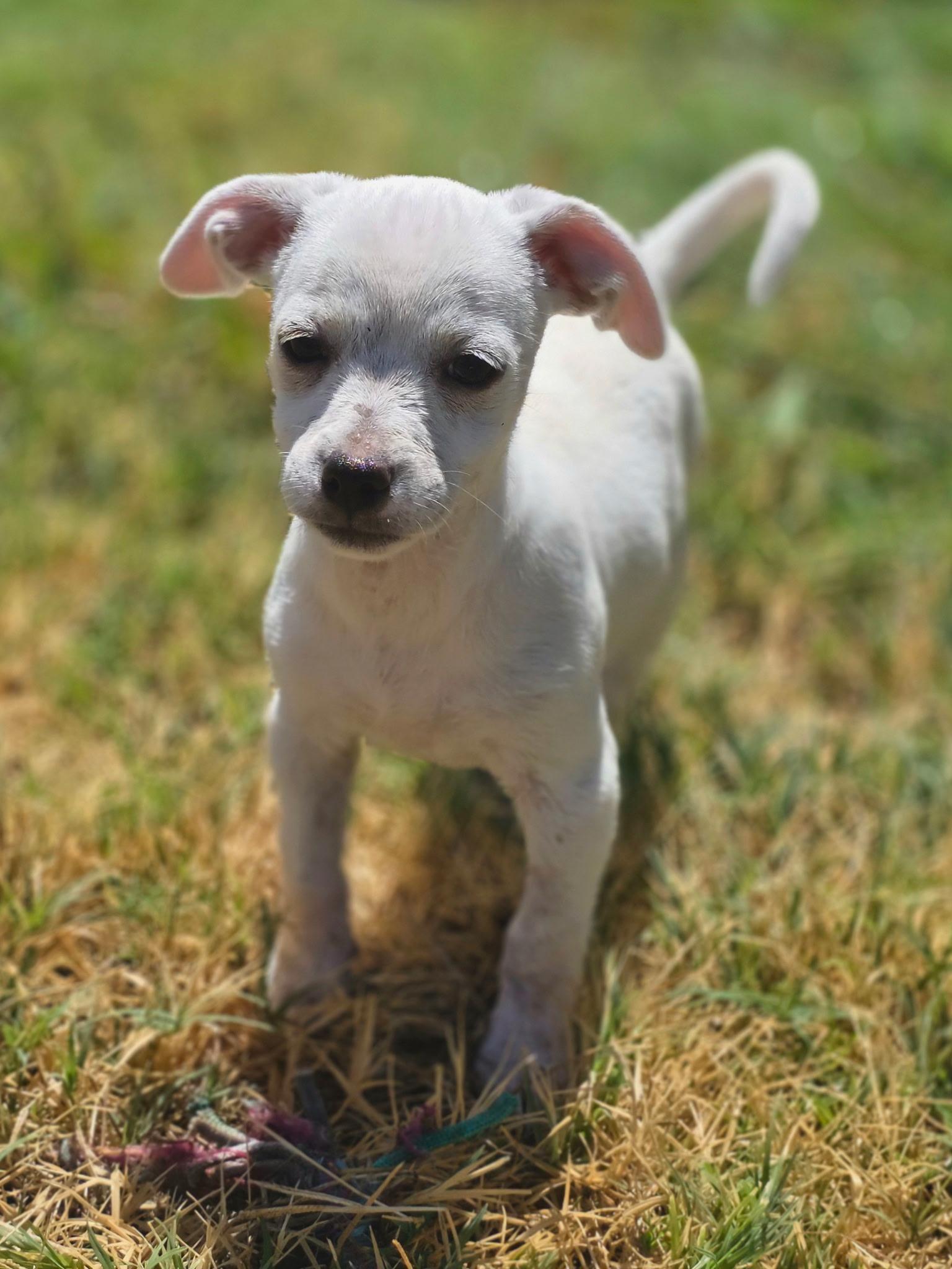 Diamond, a ADOPTABLE mixed breed in Penryn, CA image 2/4
