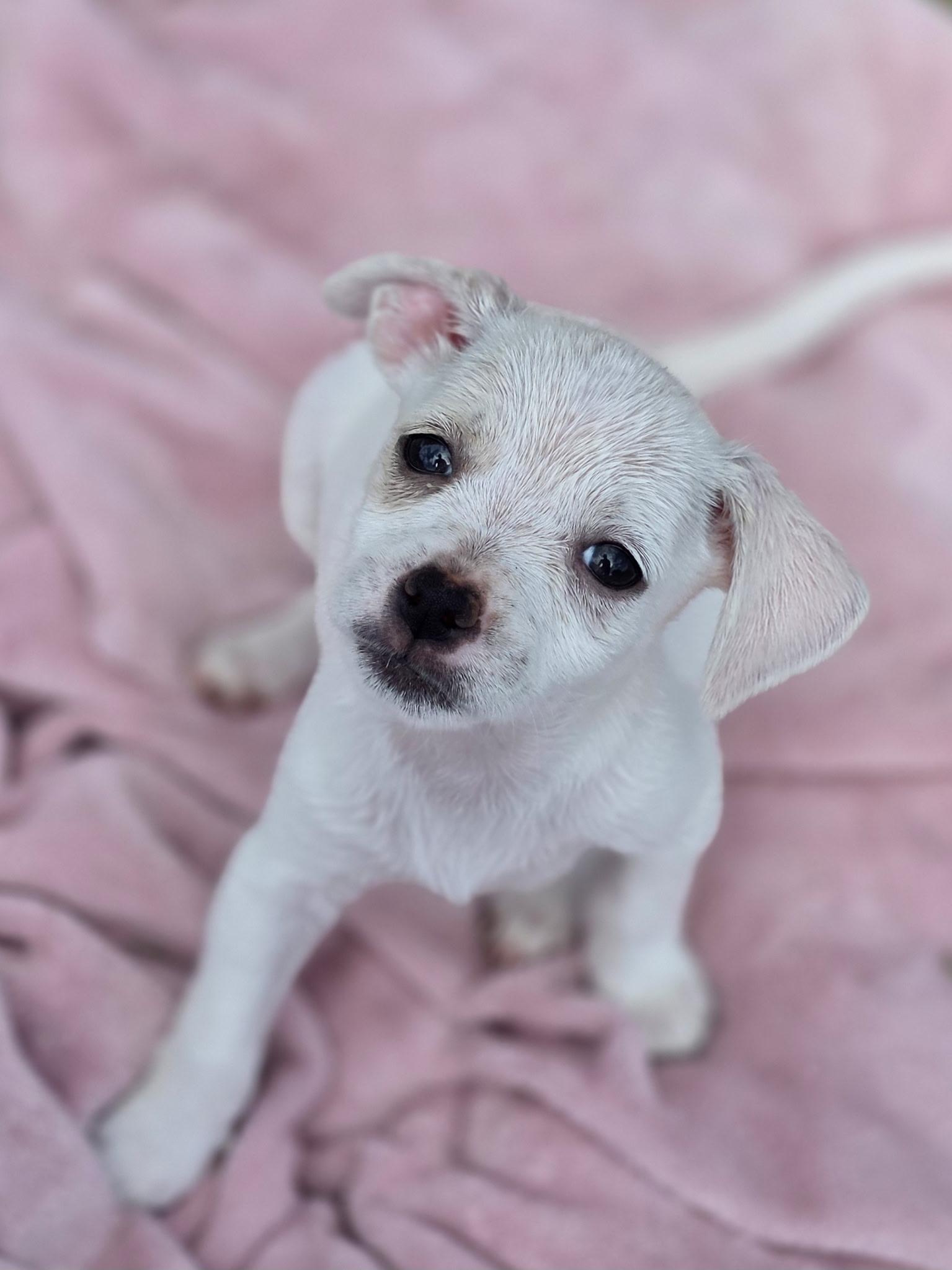 Diamond, ADOPTABLE, Puppy Female Chihuahua & Australian Cattle Dog / Blue Heeler.