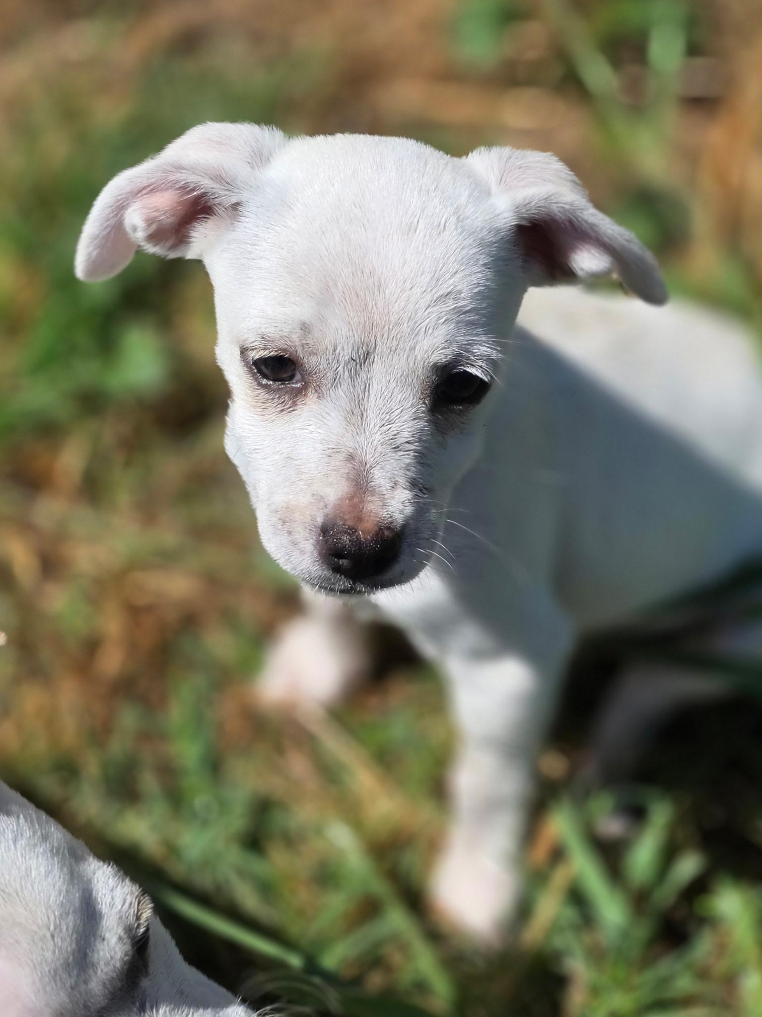 Diamond, a ADOPTABLE mixed breed in Penryn, CA image 3/4