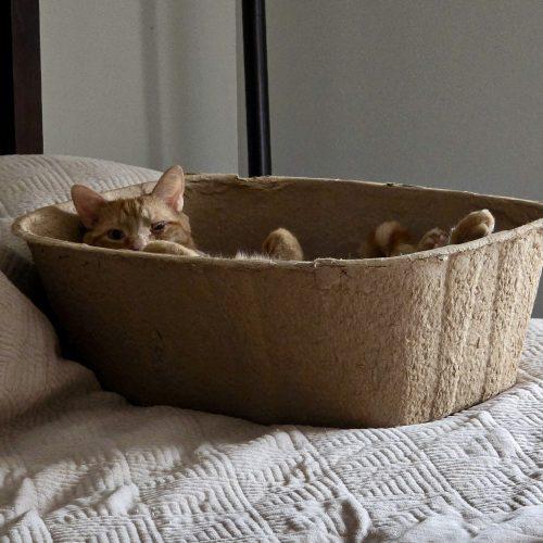 Gloria J Wonky, Adoptable, Young Female Tabby & Domestic Short Hair.