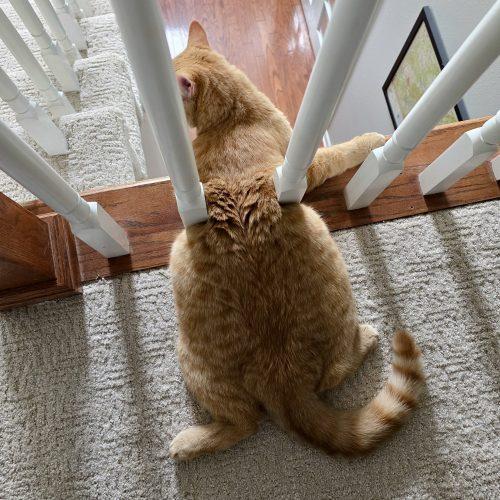 Enlarge Gloria J Wonky, a Adoptable mixed breed in Knoxville, TN image 2/5