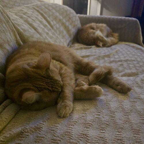 Enlarge Gloria J Wonky, a Adoptable mixed breed in Knoxville, TN image 3/5