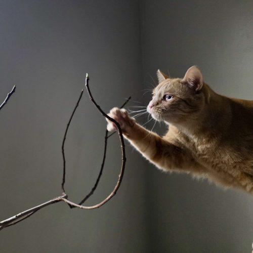 Enlarge Gloria J Wonky, a Adoptable mixed breed in Knoxville, TN image 4/5