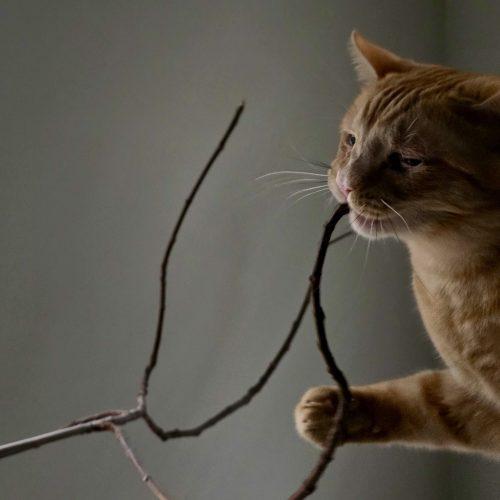 Enlarge Gloria J Wonky, a Adoptable mixed breed in Knoxville, TN image 5/5