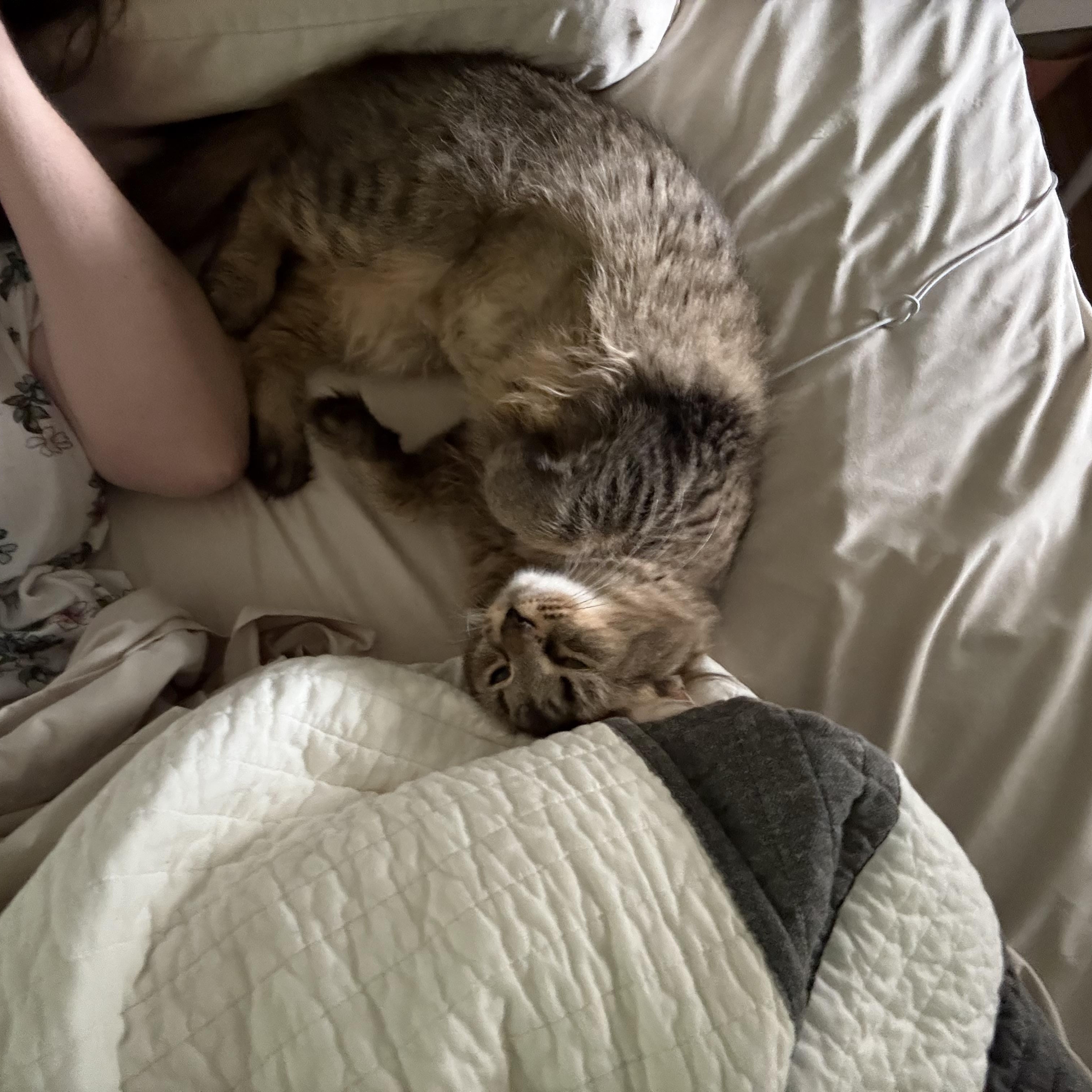 Enlarge Shelly, a Adoptable Domestic Long Hair in Pittsburgh, PA image 6/6