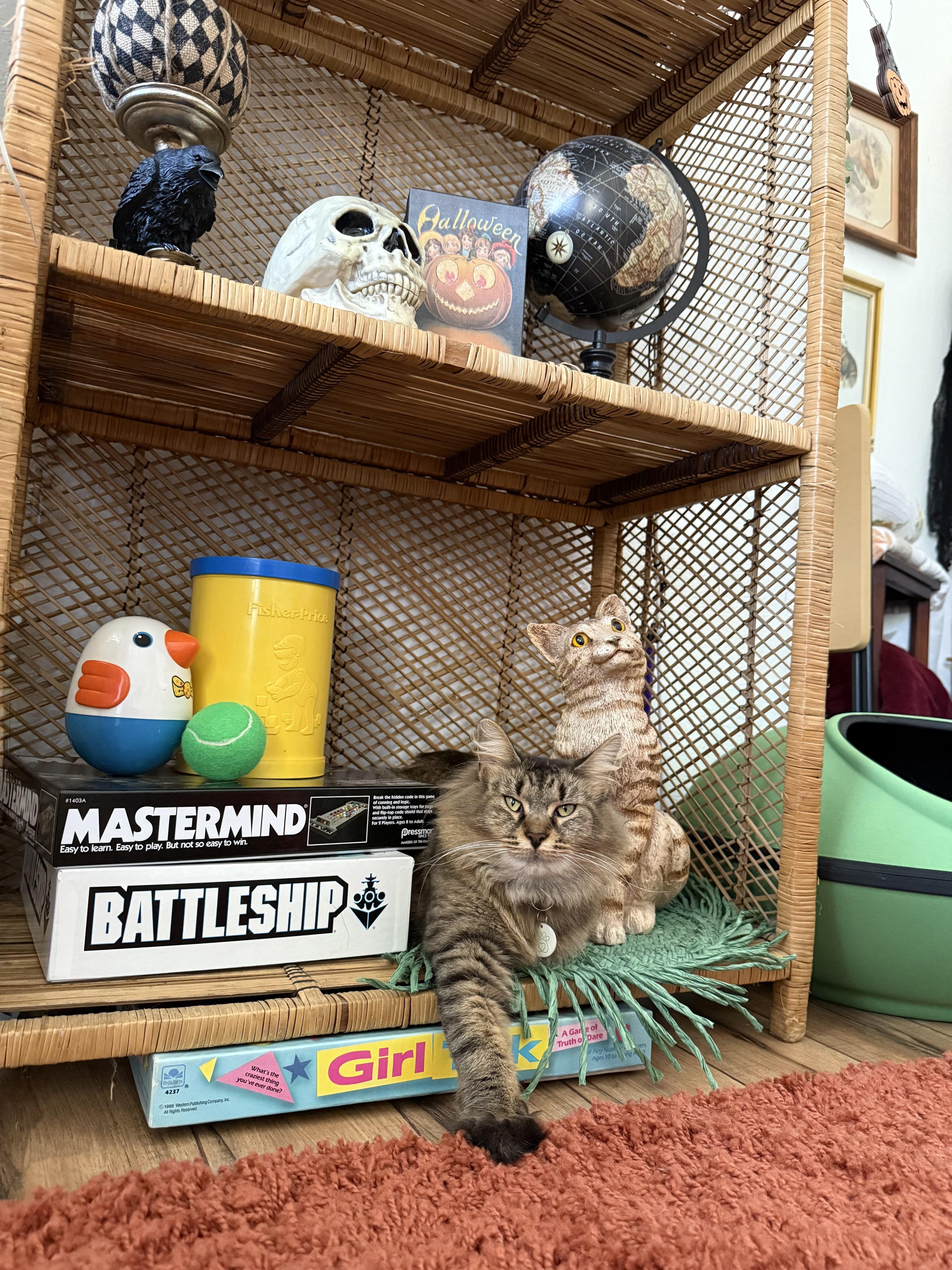 Enlarge Shelly, a Adoptable Domestic Long Hair in Pittsburgh, PA image 1/6