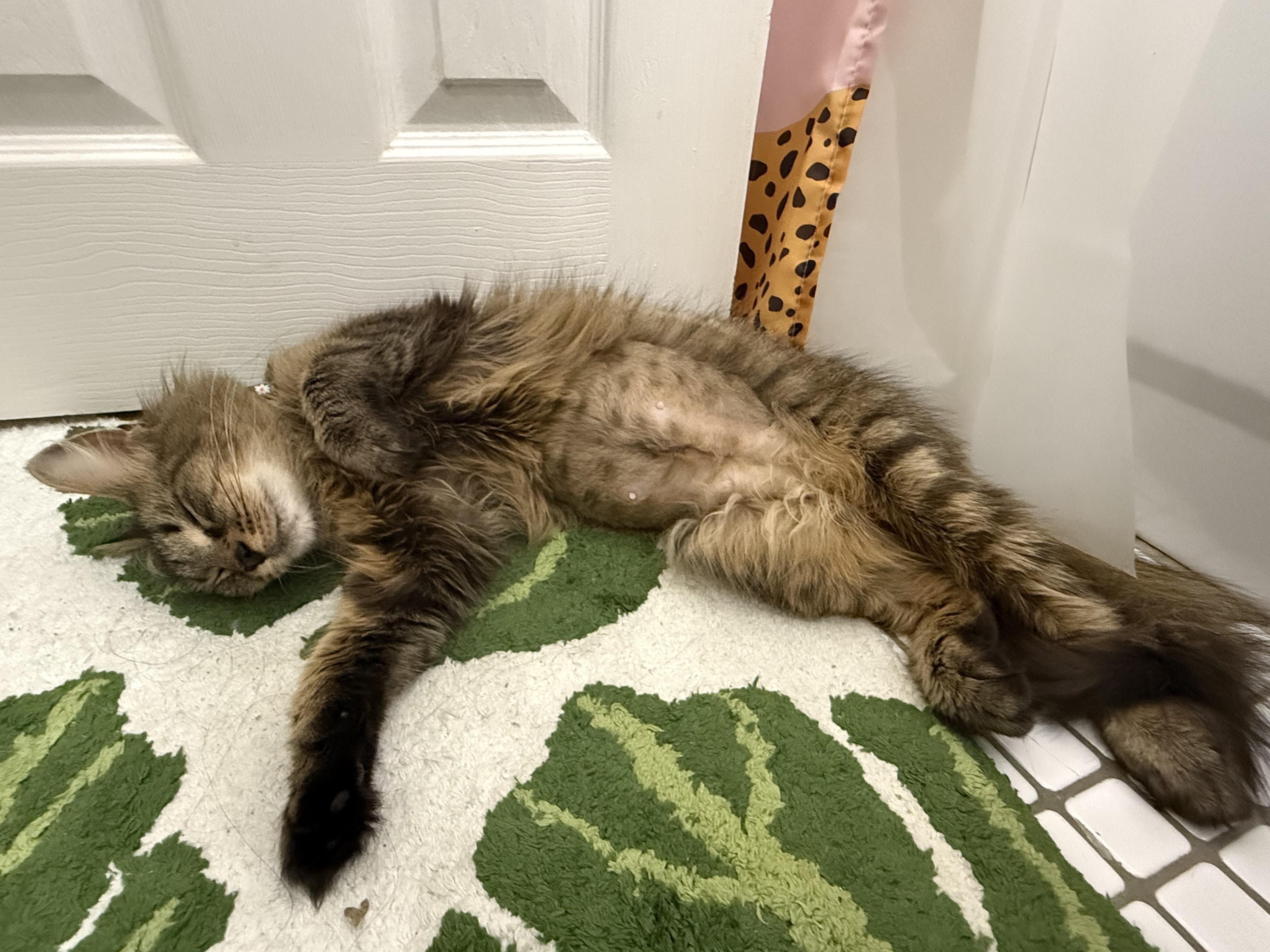 Enlarge Shelly, a Adoptable Domestic Long Hair in Pittsburgh, PA image 4/6