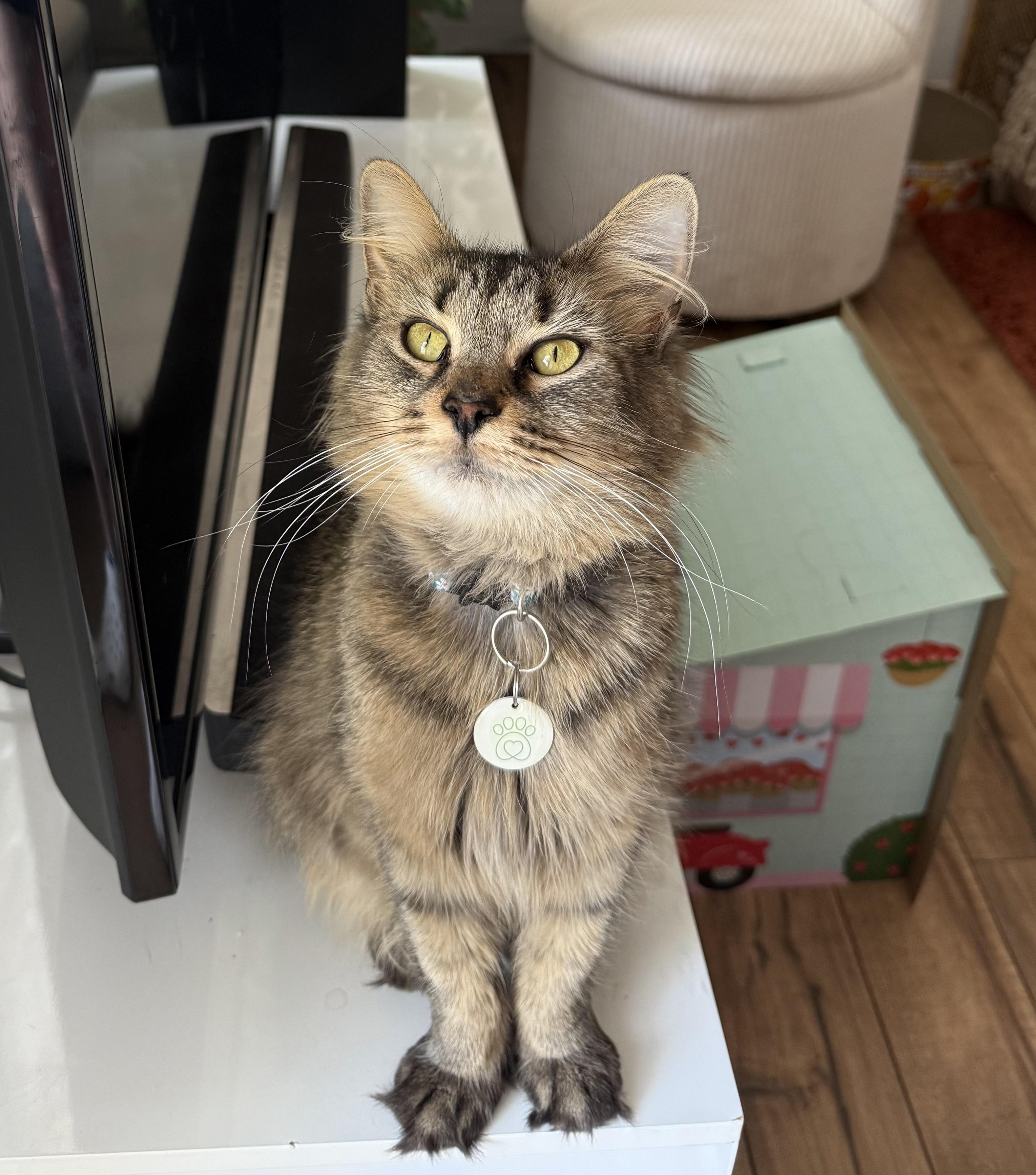 Enlarge Shelly, a Adoptable Domestic Long Hair in Pittsburgh, PA image 2/6