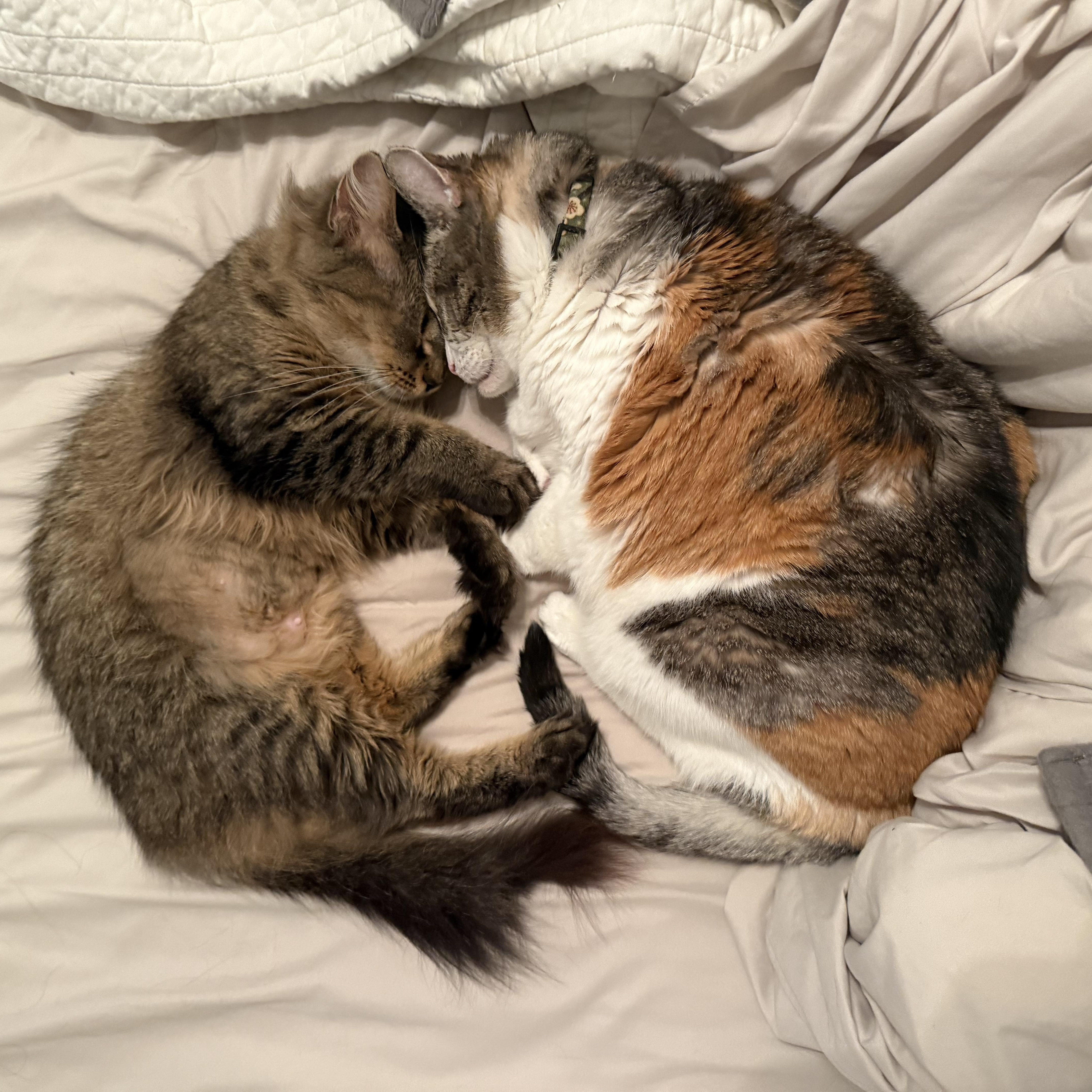 Enlarge Shelly, a Adoptable Domestic Long Hair in Pittsburgh, PA image 5/6