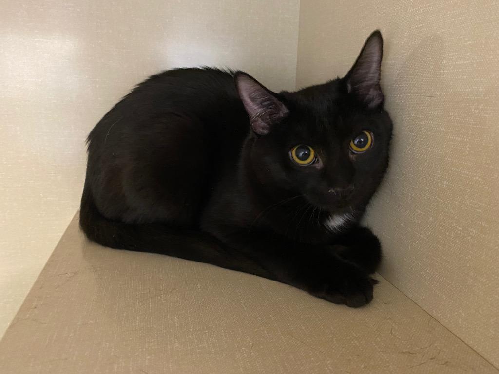 Dublin, Adoptable, Kitten Female Domestic Short Hair.