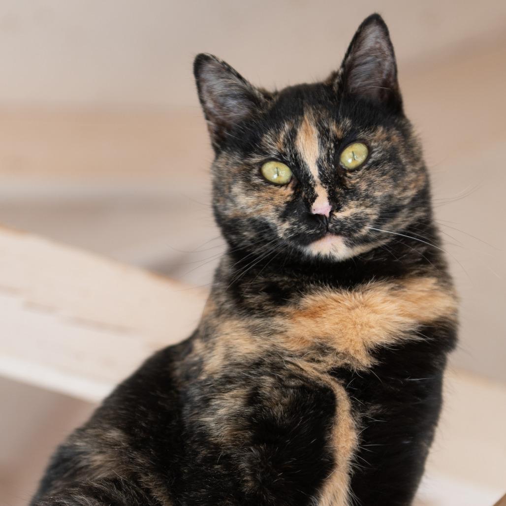 Mutti — thumbnail 2