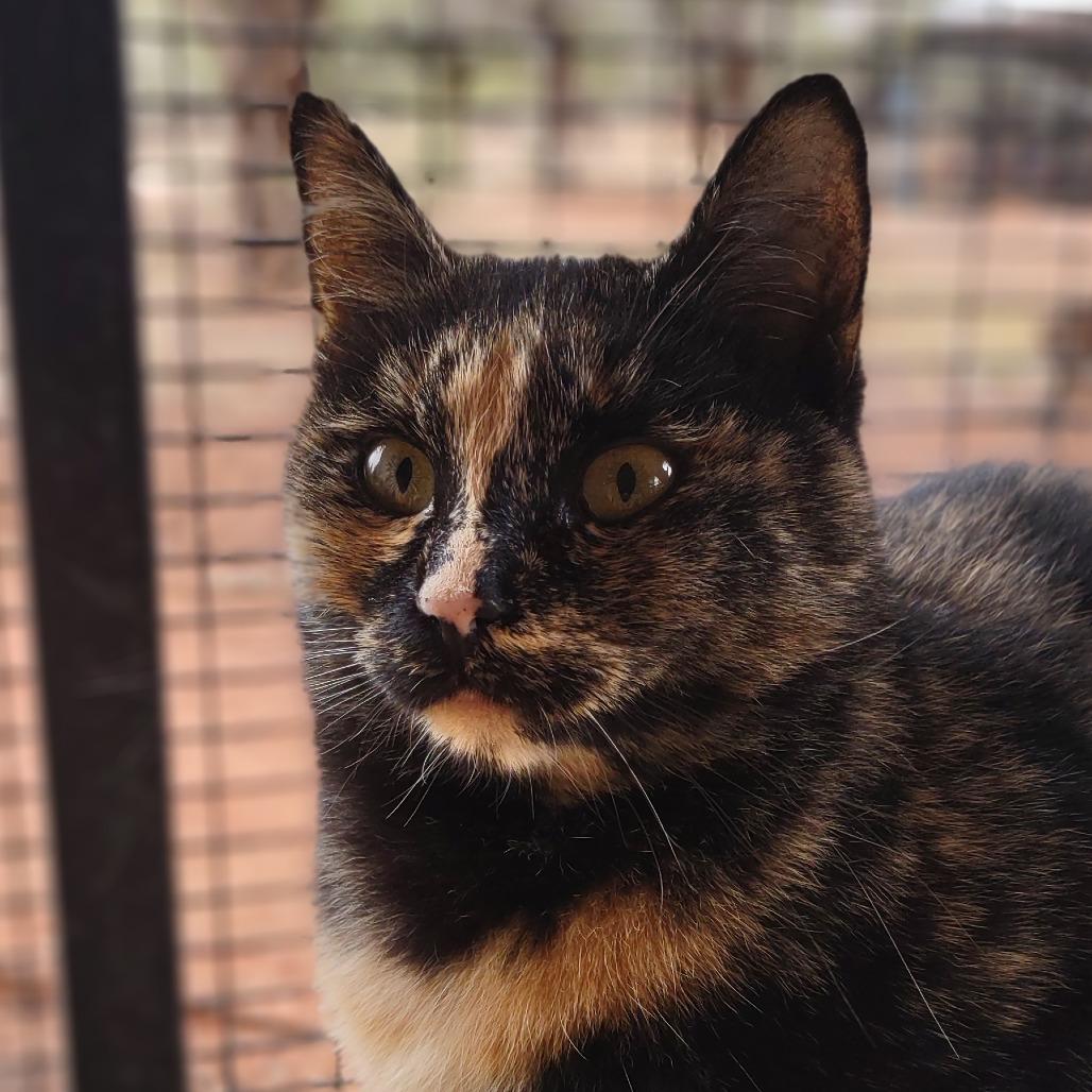 Mutti — thumbnail 3