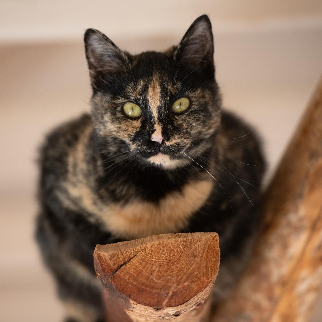 Mutti — thumbnail 4