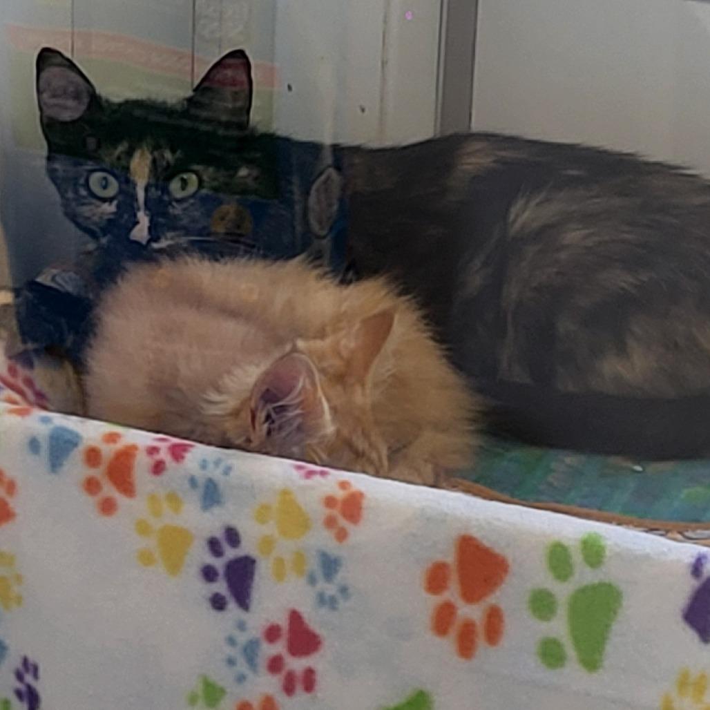 Mutti — thumbnail 5