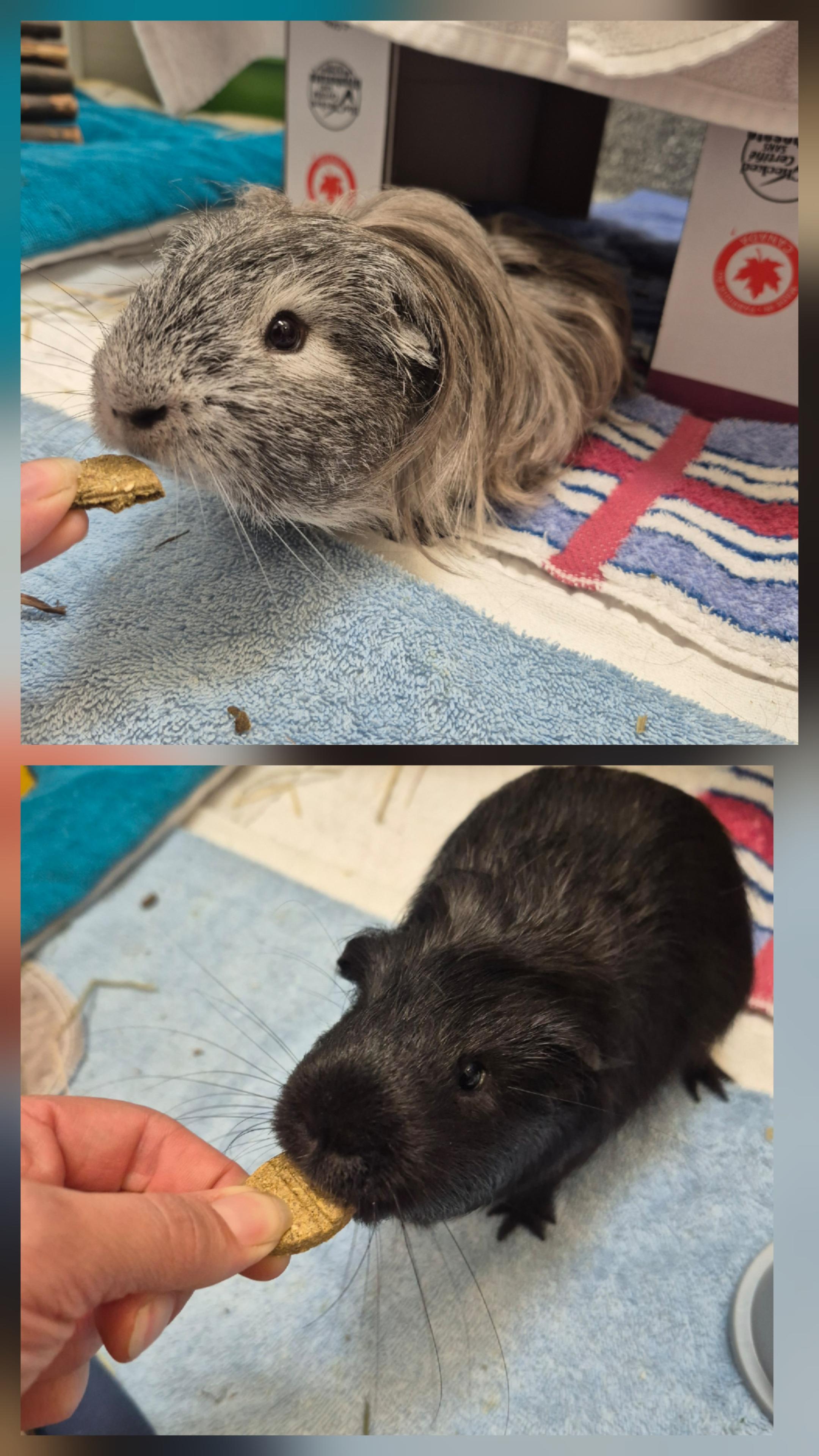 Daryl & Dean, an adopted Guinea Pig in New Westminster, BC image 1/3