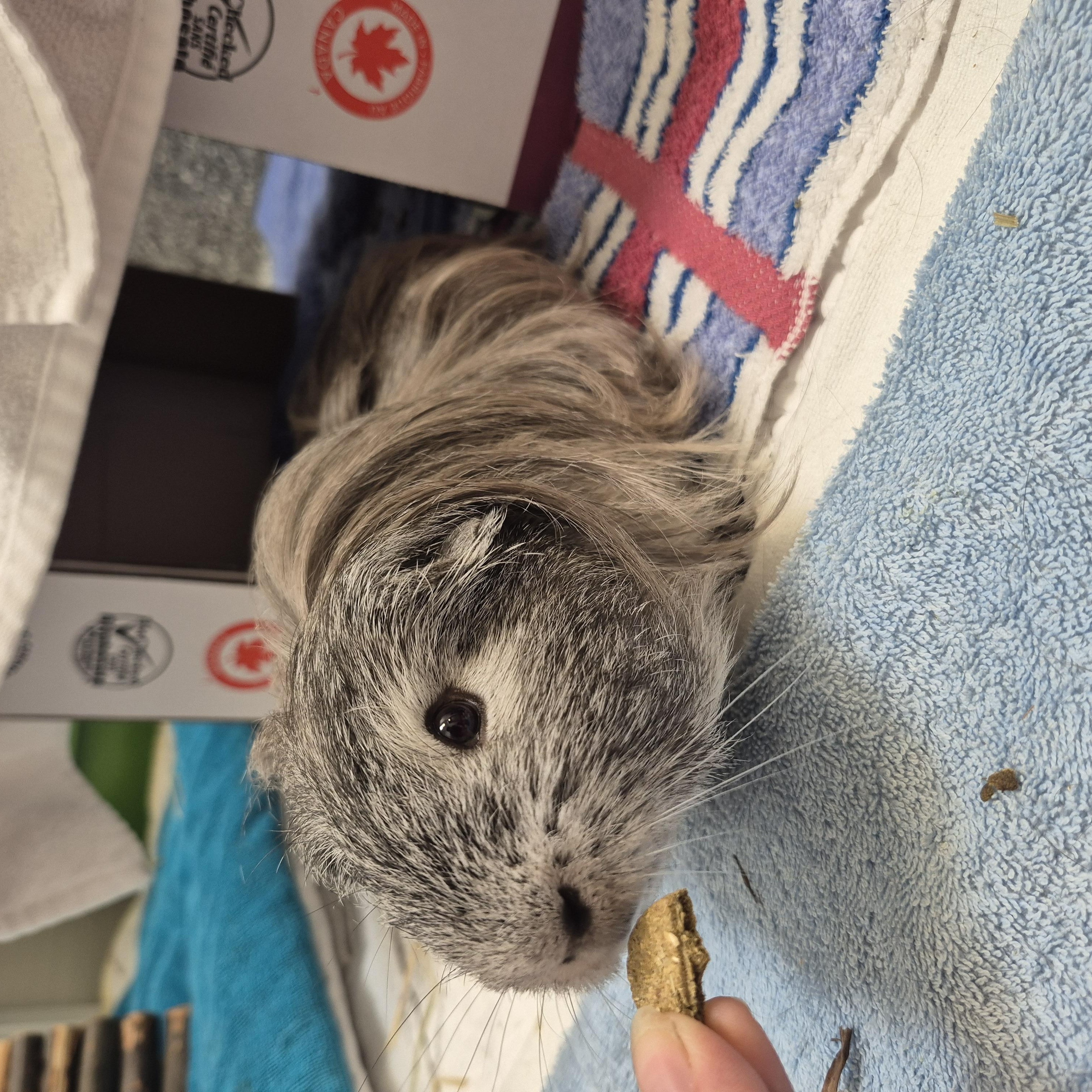 Daryl & Dean, an adopted Guinea Pig in New Westminster, BC image 2/3