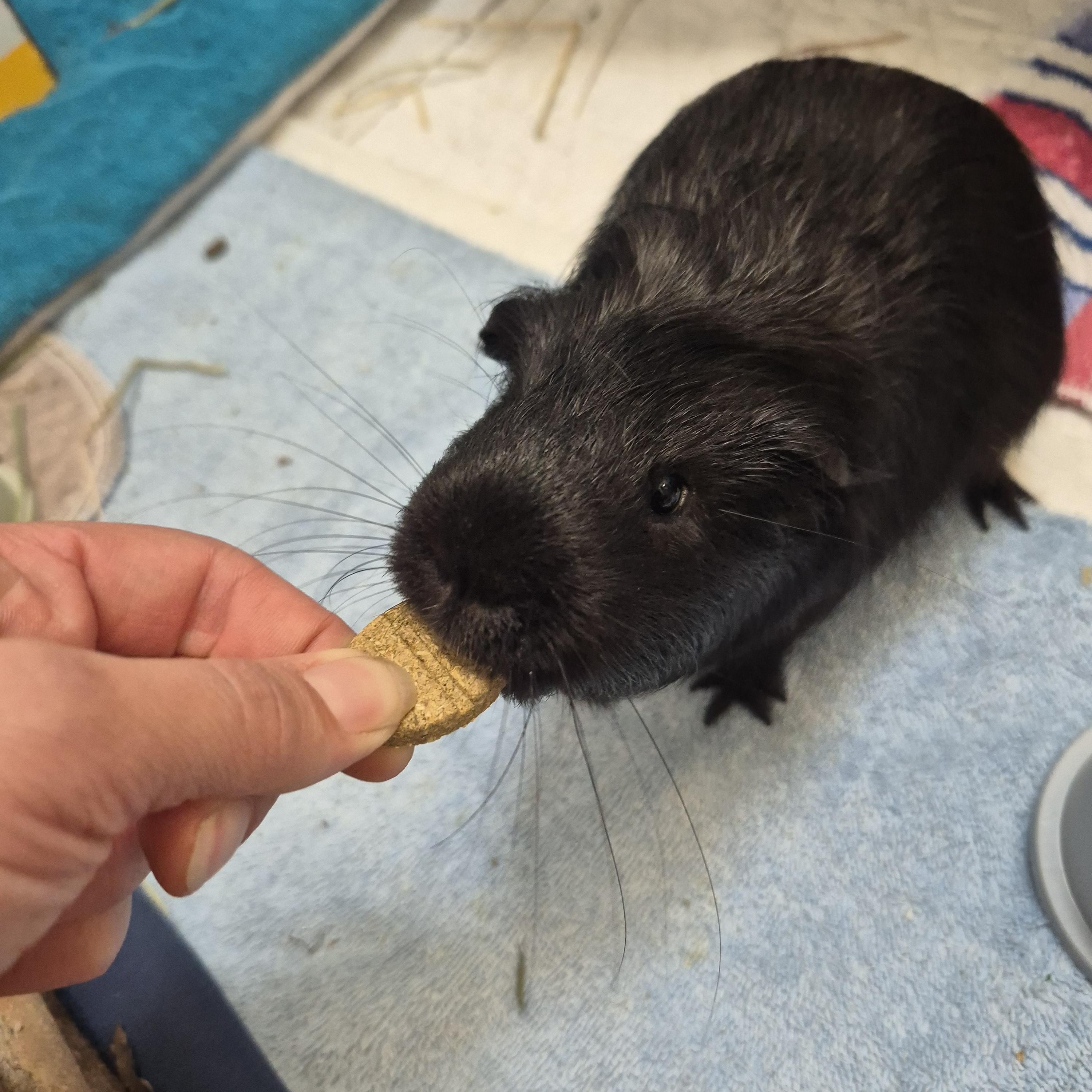 Daryl & Dean, an adopted Guinea Pig in New Westminster, BC image 3/3