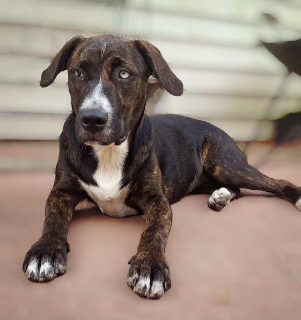 Enlarge Piper, a Adoptable Hound in sun prairie, WI image 1/6