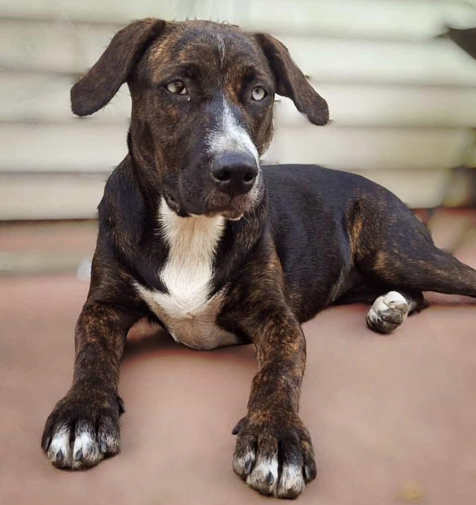 Enlarge Piper, a Adoptable Hound in sun prairie, WI image 2/6