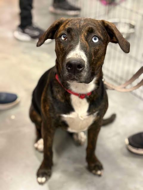 Enlarge Piper, a Adoptable Hound in sun prairie, WI image 3/6