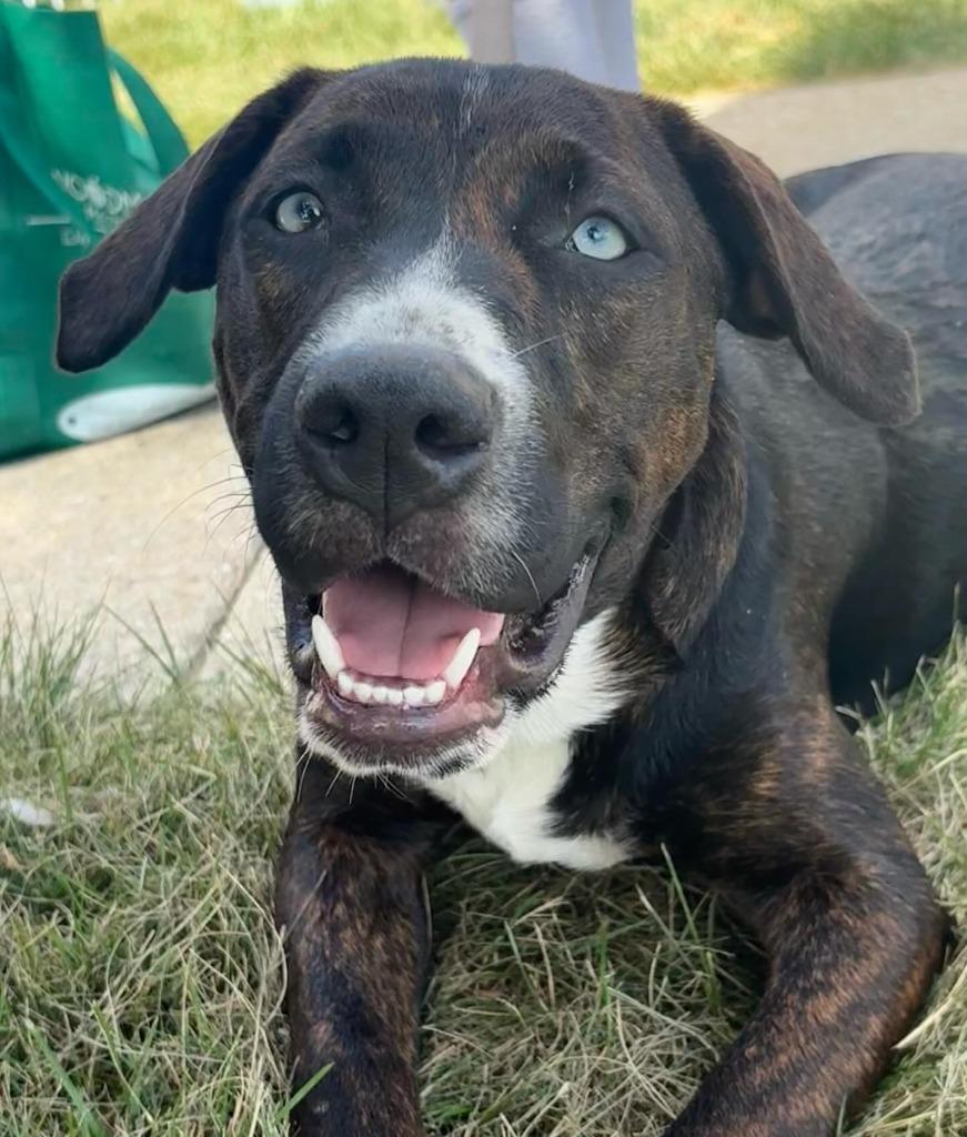 Enlarge Piper, a Adoptable Hound in sun prairie, WI image 5/6