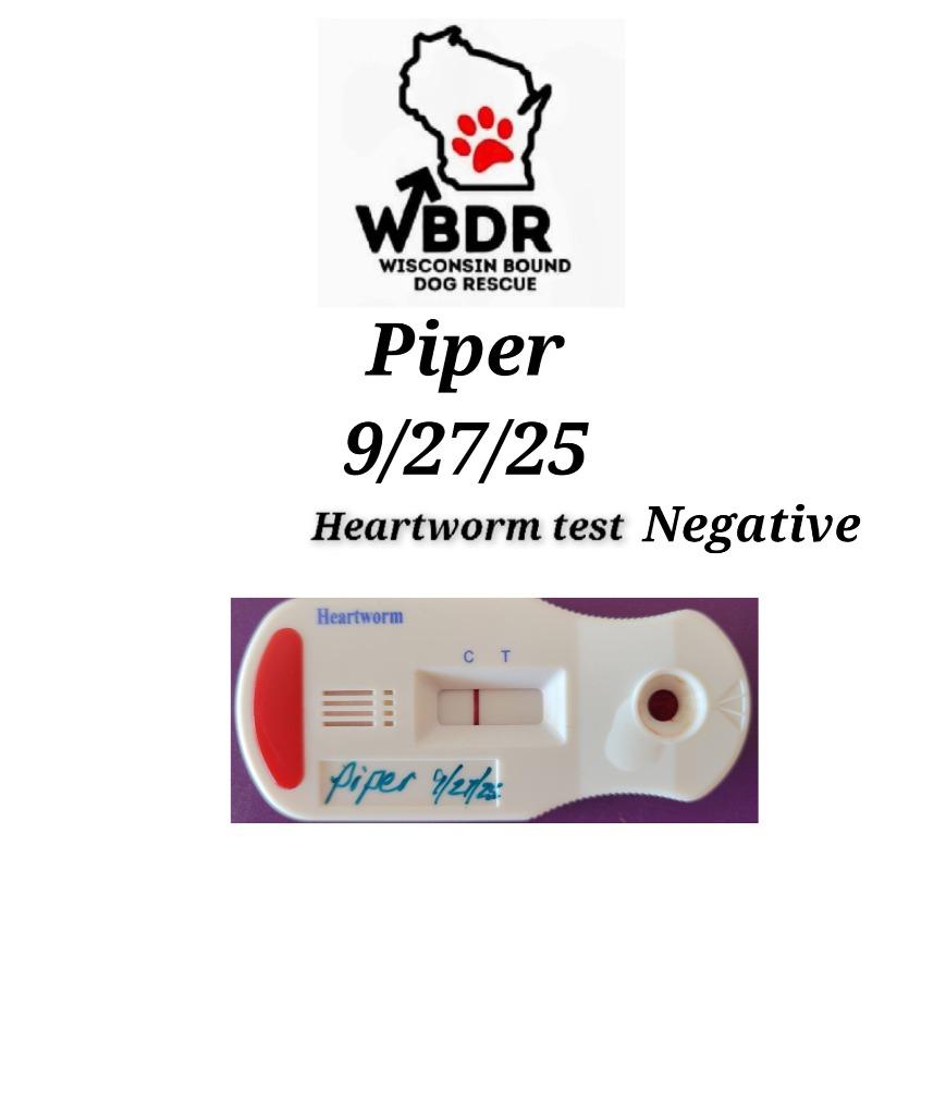 Enlarge Piper, a Adoptable Hound in sun prairie, WI image 6/6