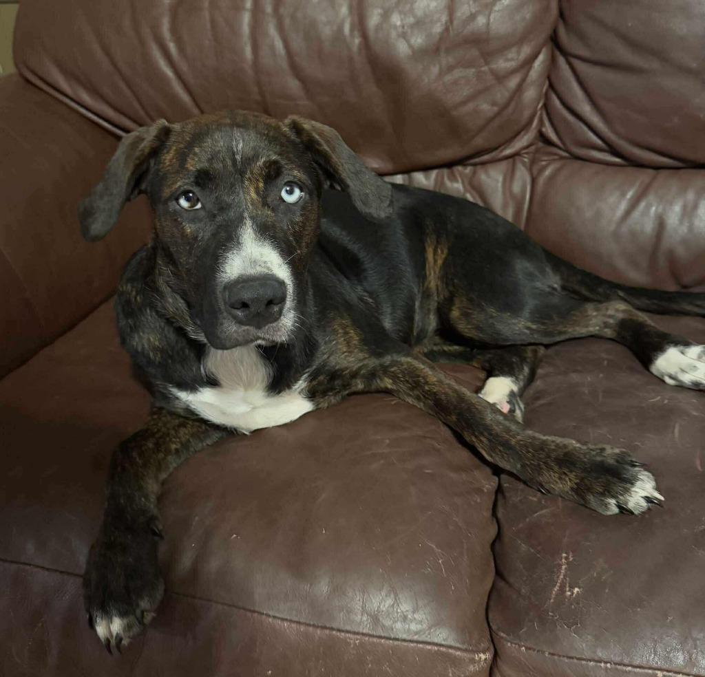 Enlarge Piper, a Adoptable Hound in sun prairie, WI image 6/6