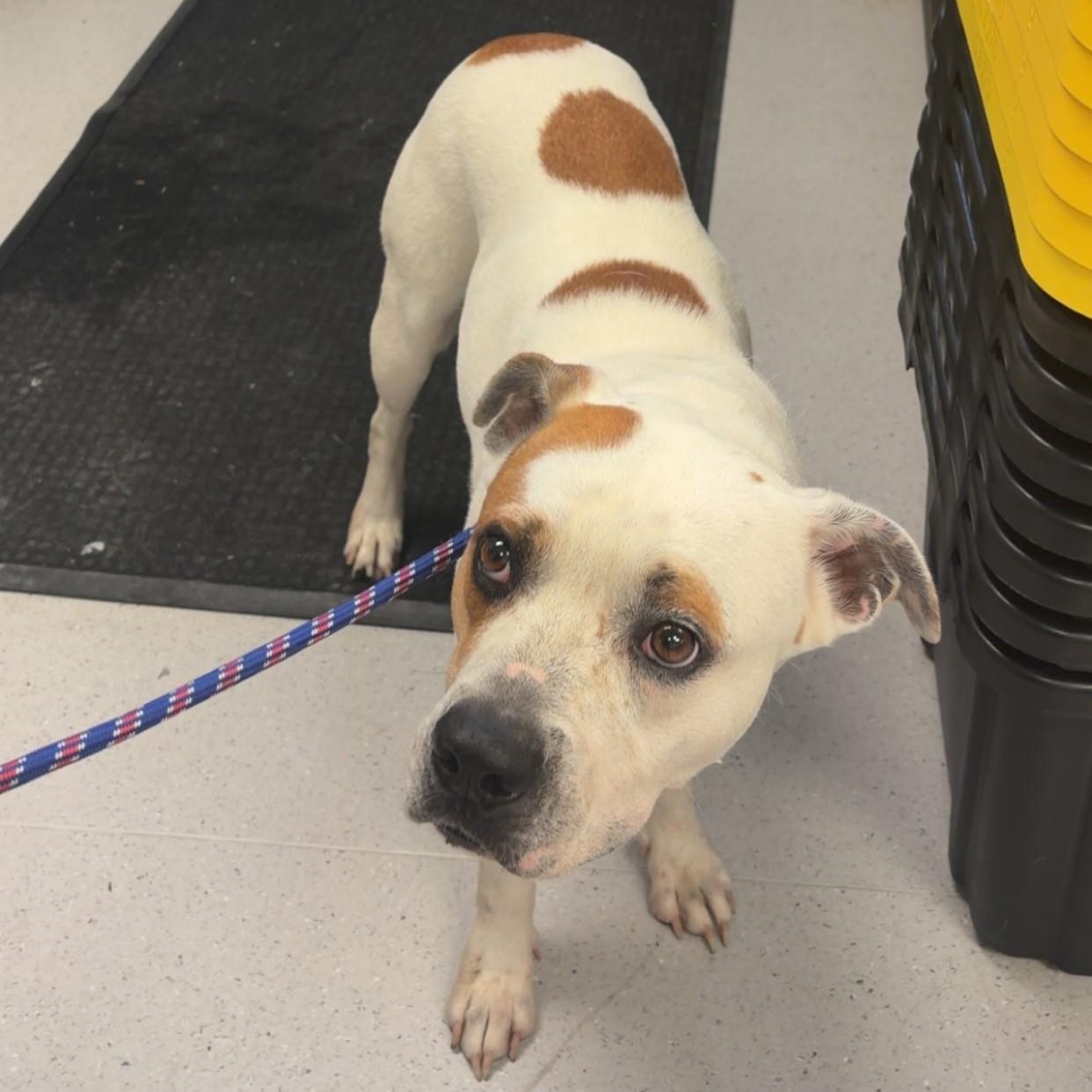 Enlarge Teton, a ADOPTABLE mixed breed in Allen, TX image 3/3