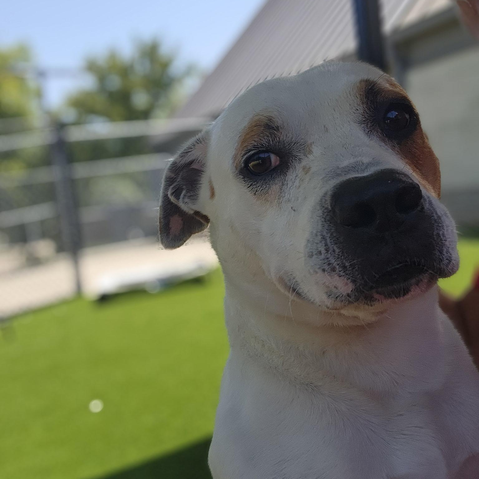 Enlarge Teton, a ADOPTABLE mixed breed in Allen, TX image 2/3
