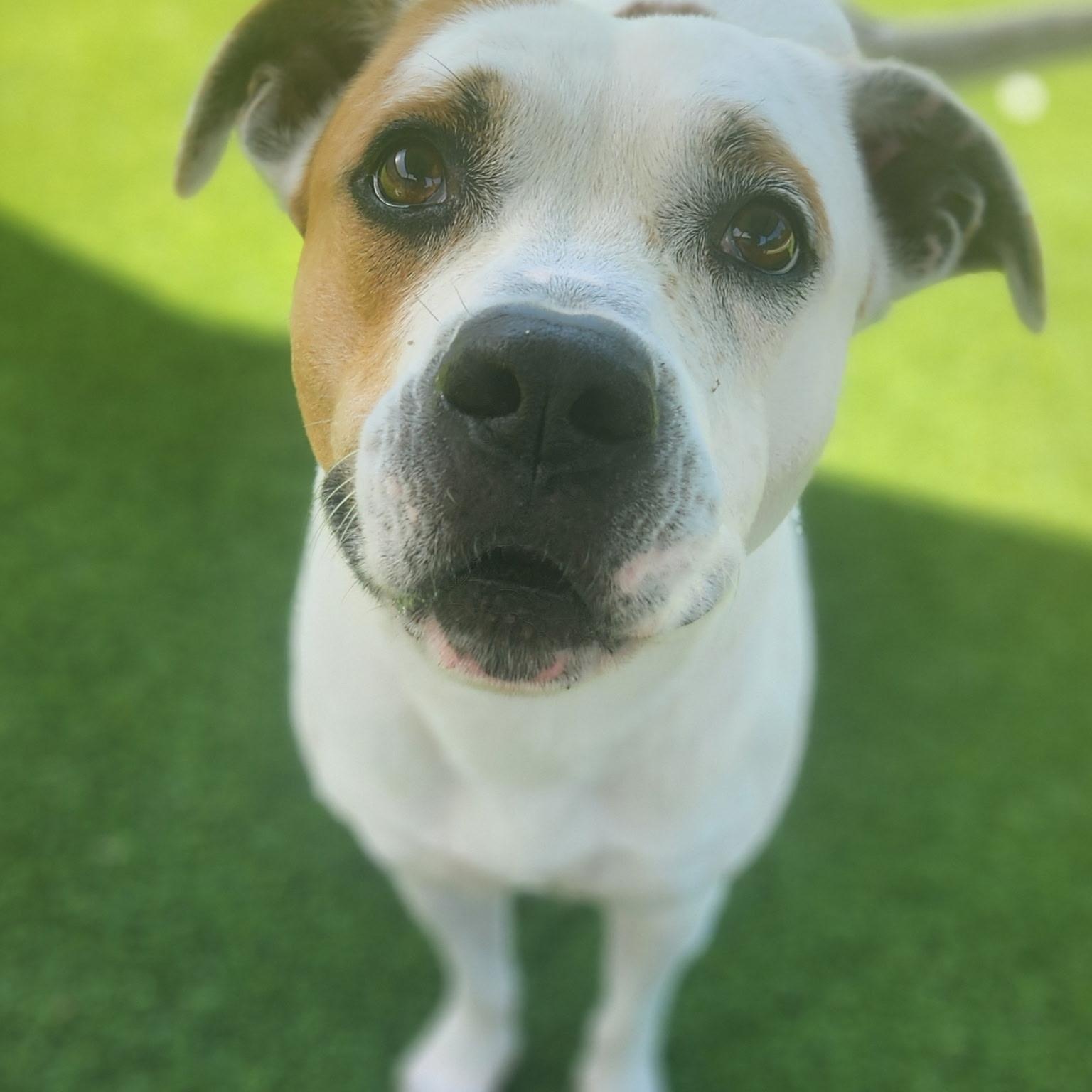 Teton, ADOPTABLE, Adult Male Boxer.