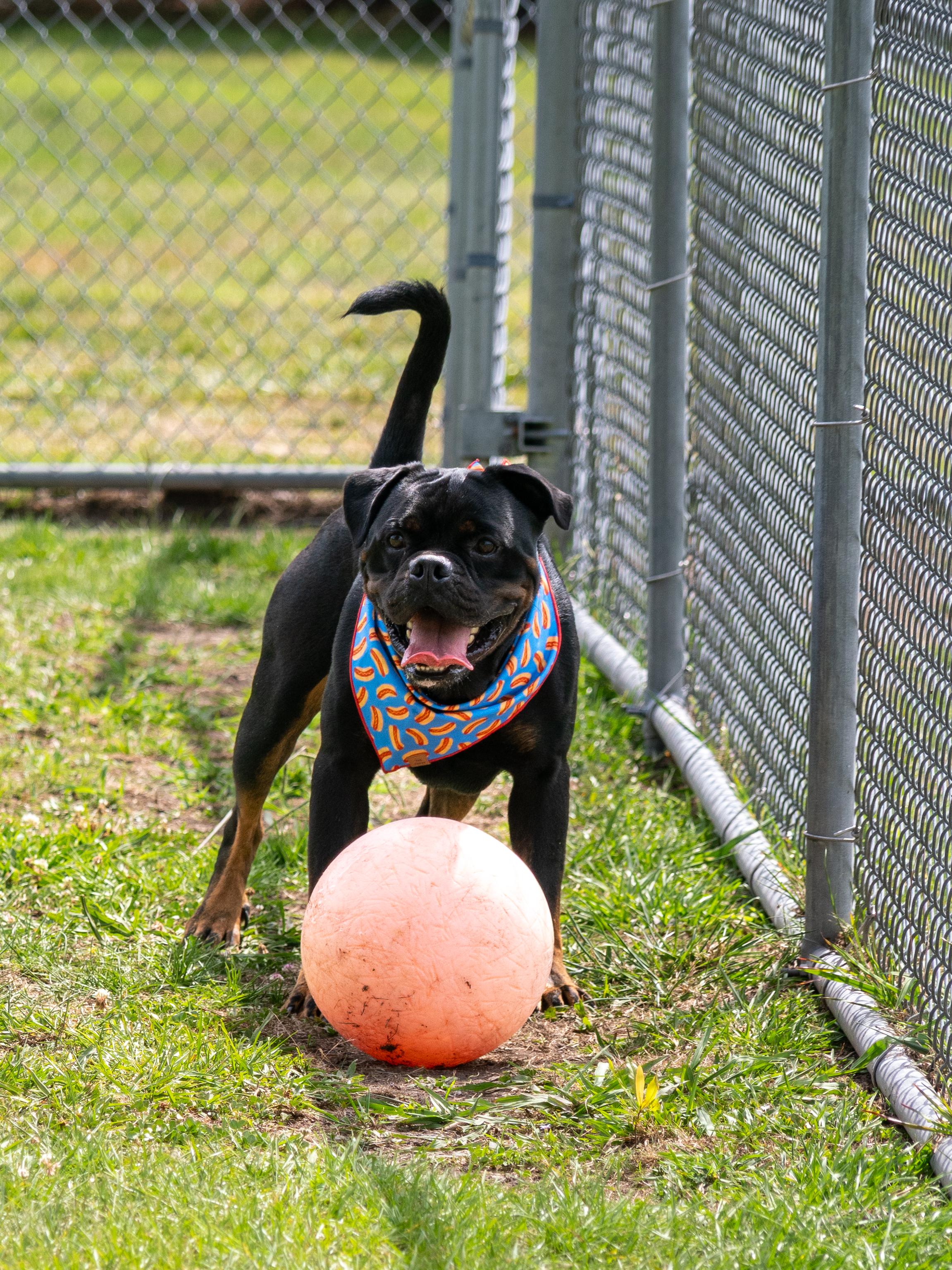 Hoss, an adopted Mixed Breed in Myrtle Beach, SC image 3/5