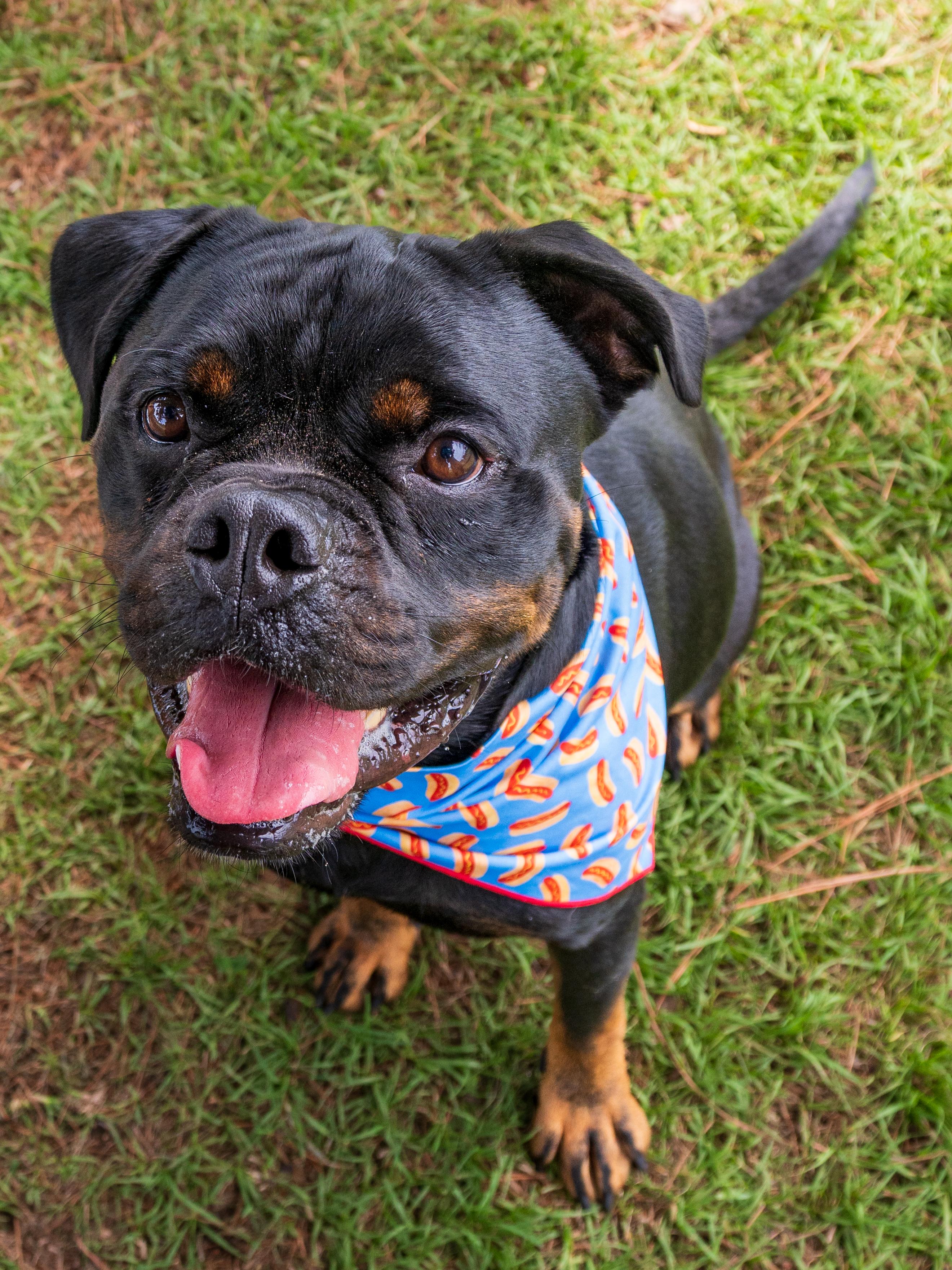 Hoss, an adopted Mixed Breed in Myrtle Beach, SC image 5/5