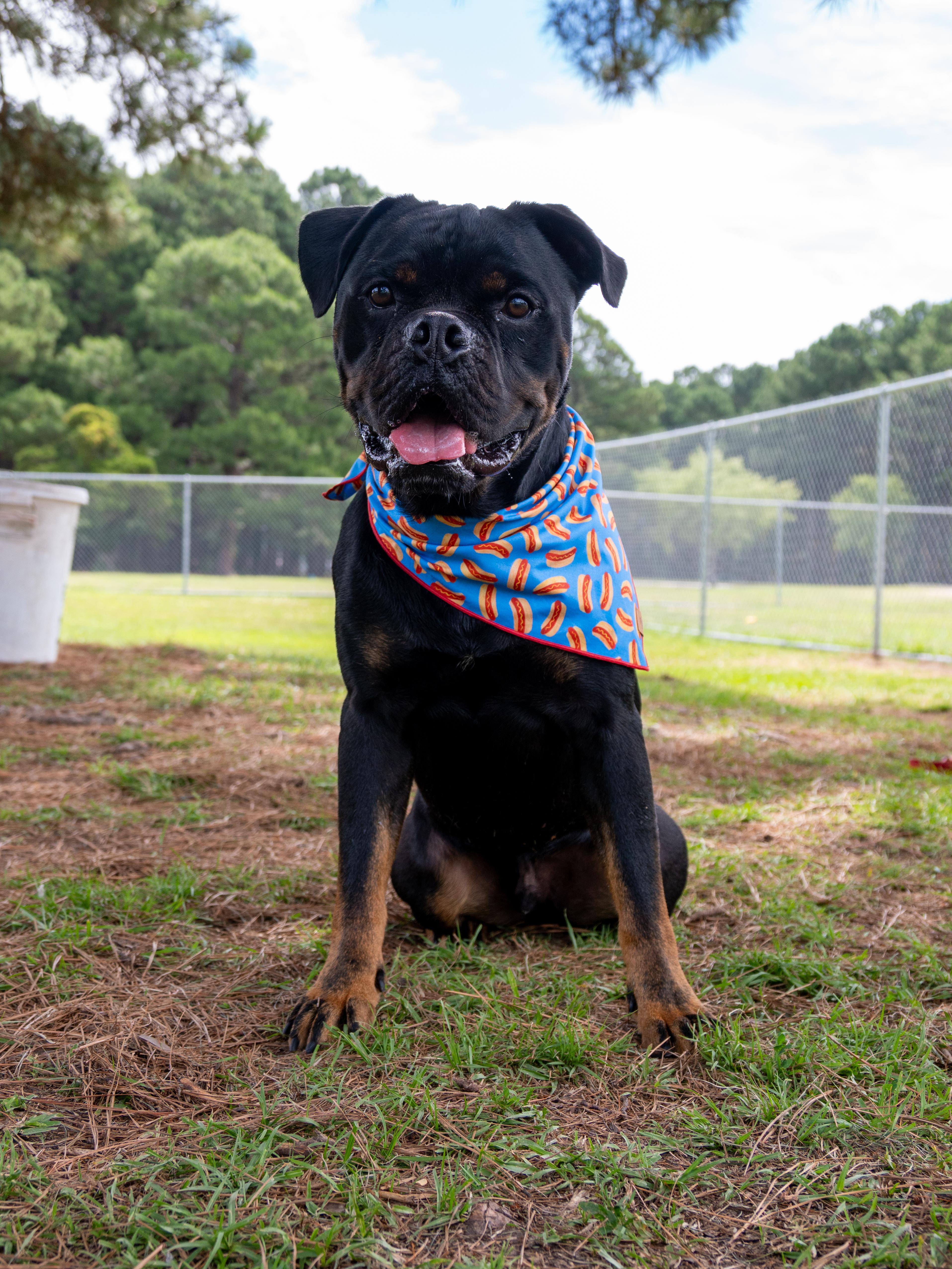 Hoss, adopted, Adult Male Mixed Breed.