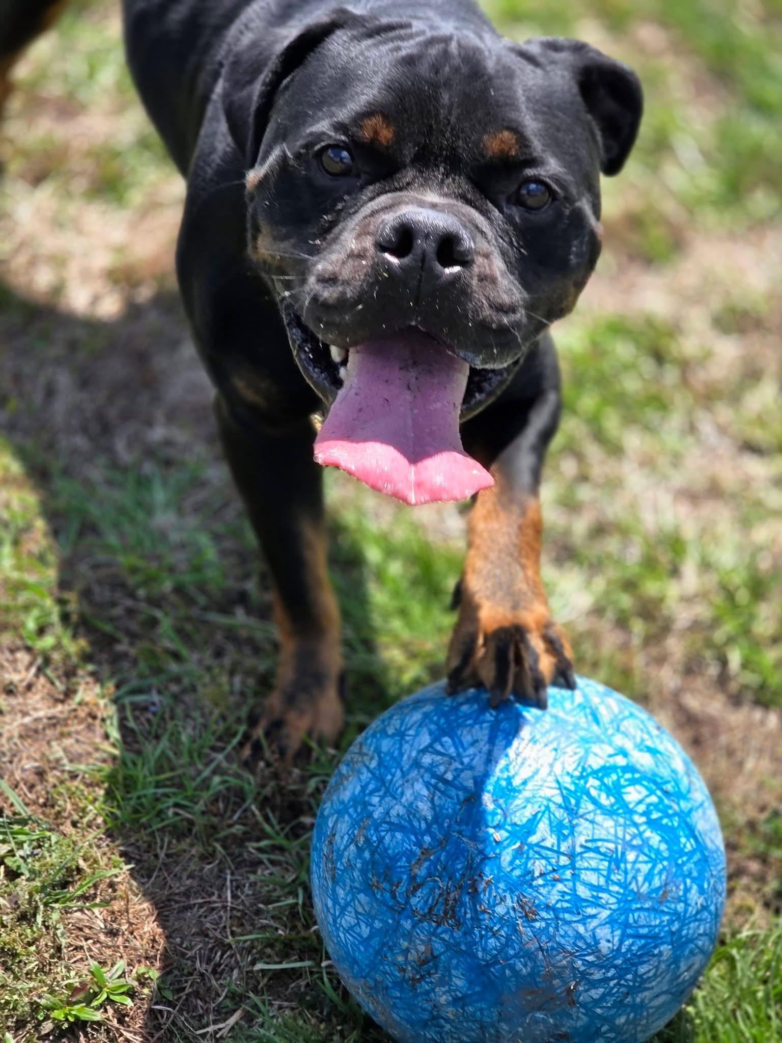 Hoss, an adopted Mixed Breed in Myrtle Beach, SC image 2/5