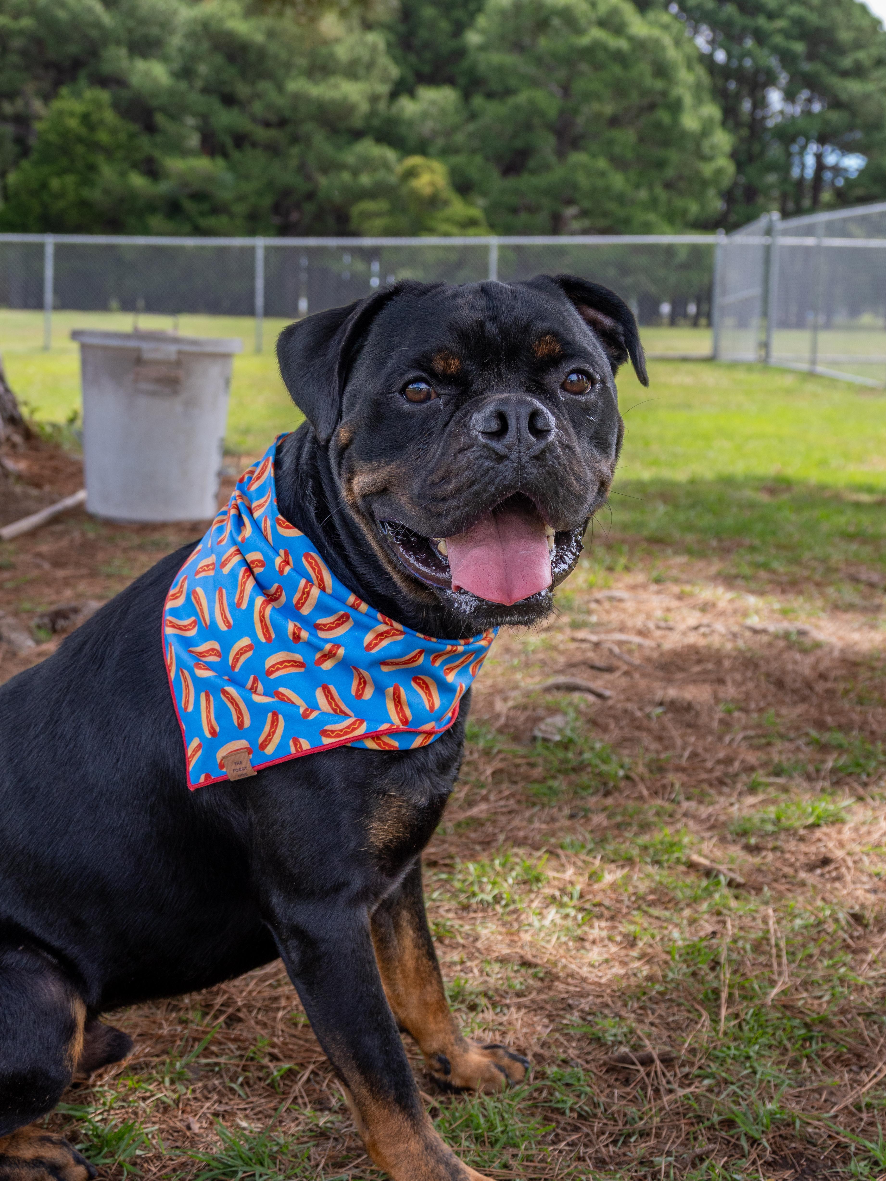 Hoss, an adopted Mixed Breed in Myrtle Beach, SC image 4/5