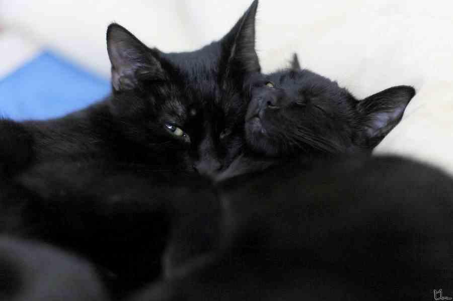 Enlarge Otto and Olav, a Adoptable Domestic Medium Hair in Sterling, MA image 1/1