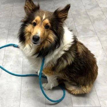 Willow Adoption pending, Adoptable, Adult Female Shetland Sheepdog / Sheltie.
