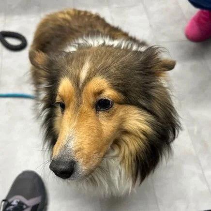 Enlarge Willow Adoption pending, a Adoptable Shetland Sheepdog / Sheltie in Dublin, OH image 2/2