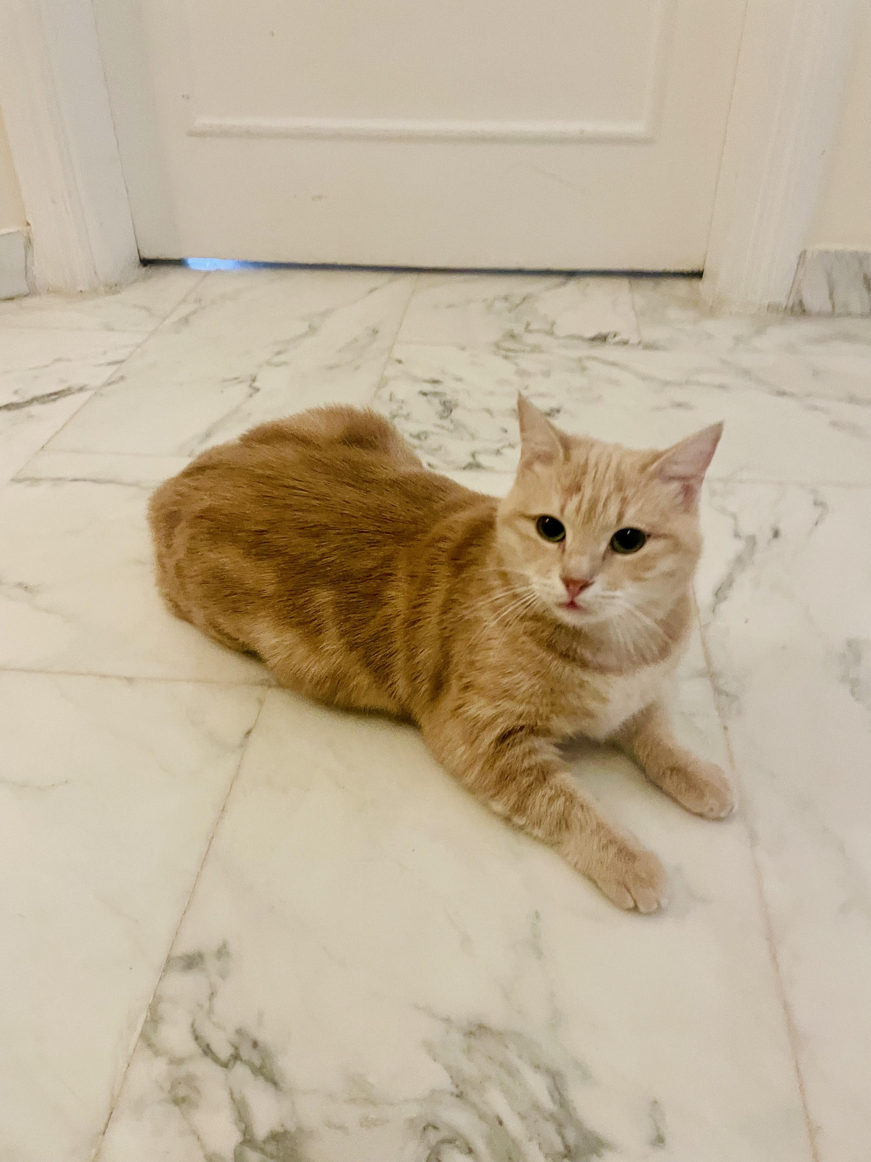 Enlarge Sophia, the Sweet Green Eyed Beauty, a Adoptable Domestic Short Hair in Somerset, NJ image 5/6