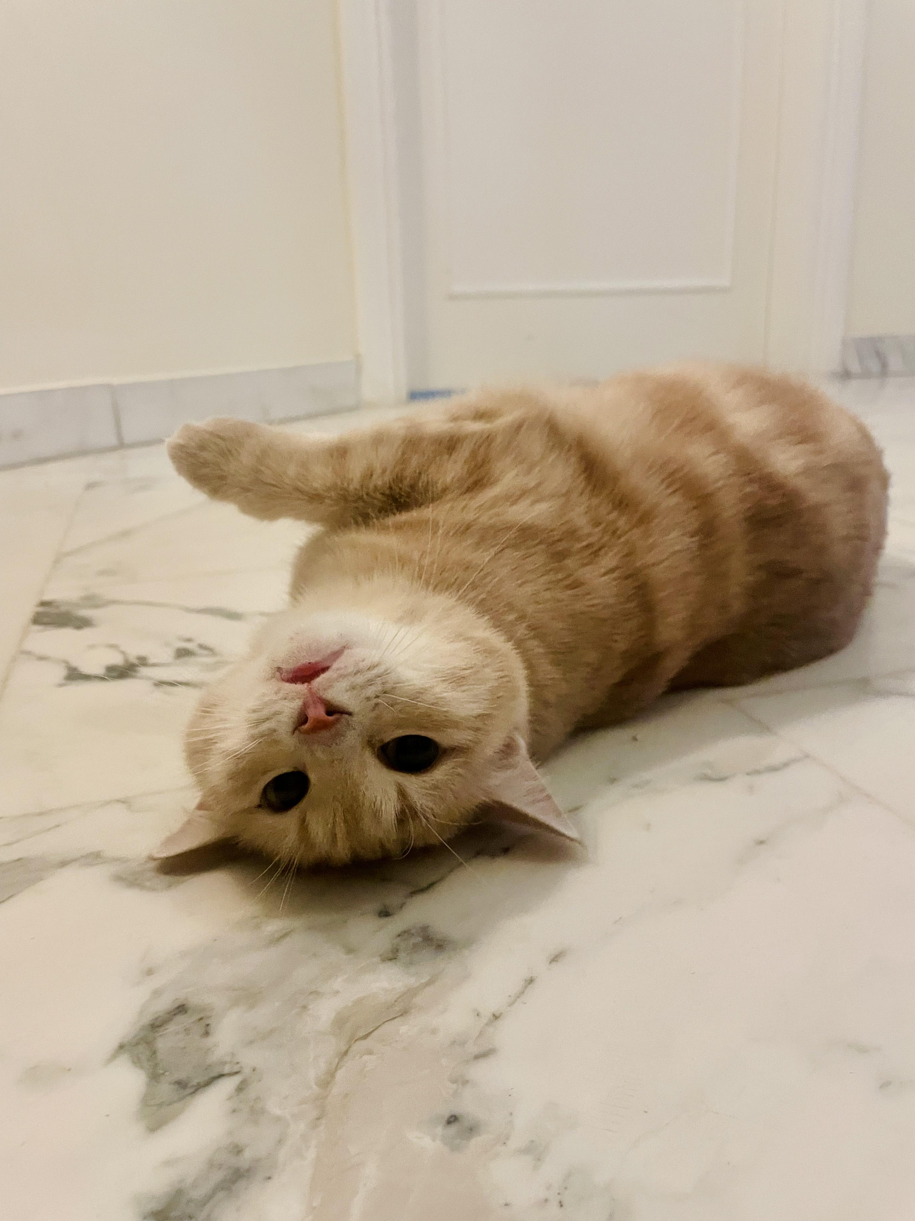 Sophia, the Sweet Green Eyed Beauty, Adoptable, Adult Female Domestic Short Hair.