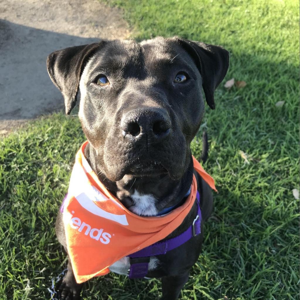 Mamba — thumbnail 2