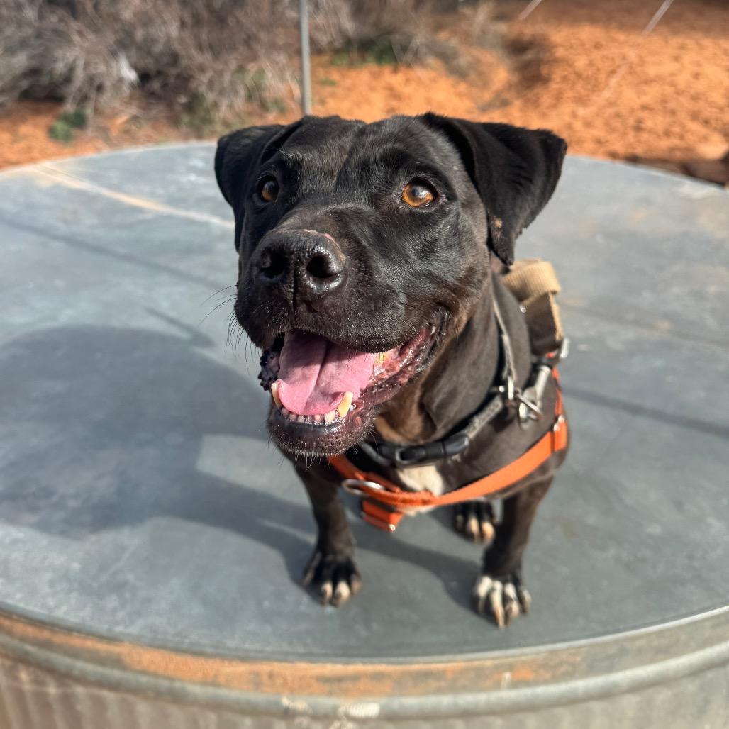 Mamba — thumbnail 3