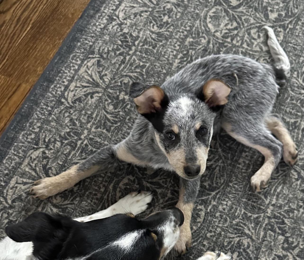 Enlarge Slate, an adopted Australian Cattle Dog / Blue Heeler in Richmond, VA image 2/4