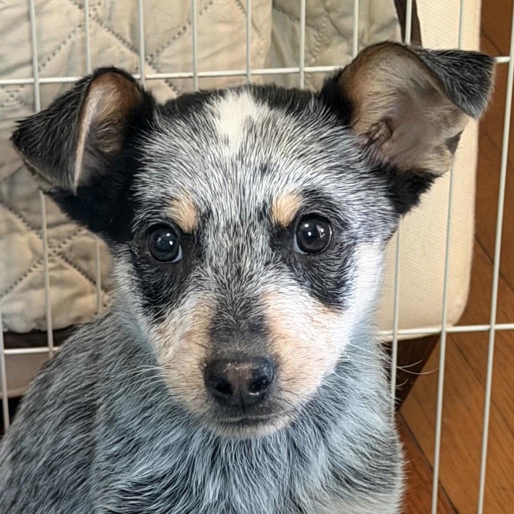Slate, ADOPTABLE, Puppy Male Australian Cattle Dog / Blue Heeler.