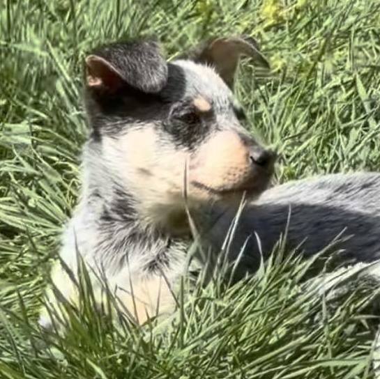 Enlarge Slate, an adopted Australian Cattle Dog / Blue Heeler in Richmond, VA image 3/4
