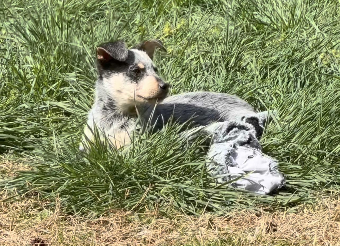 Enlarge Slate, an adopted Australian Cattle Dog / Blue Heeler in Richmond, VA image 4/4